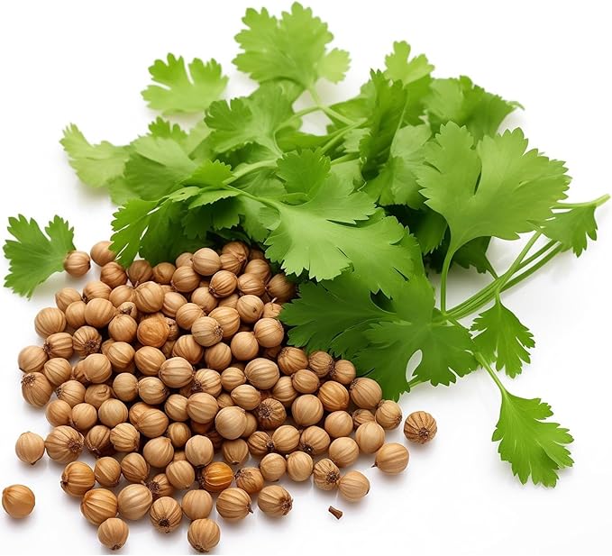 1000 Cilantro Seeds for Planting – Heirloom Coriander Herb – for Garden Beds, Pots, and Kitchen Herb Gardens