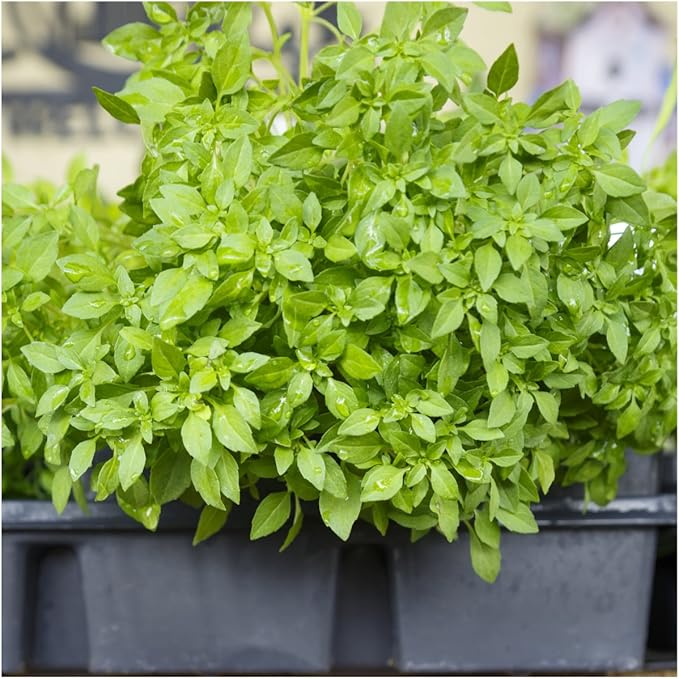Seed Needs Spicy Globe Basil Seeds for Planting - Non-GMO Heirloom & Untreated Culinary Herb Seed to Plant an Indoor or Outdoor Home Grown Kitchen Garden (1 Pack)