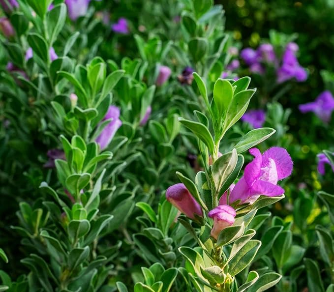 75 pcs Purple Sage Seeds for Planting Broad Leaved Herbs - Non-GMO Heirloom Culinary Perennial Garden Indoors or Outdoors
