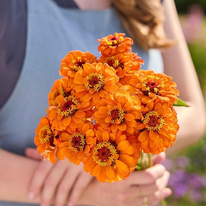 Eden Brothers Zinnia Seeds - Queeny Pure Orange
