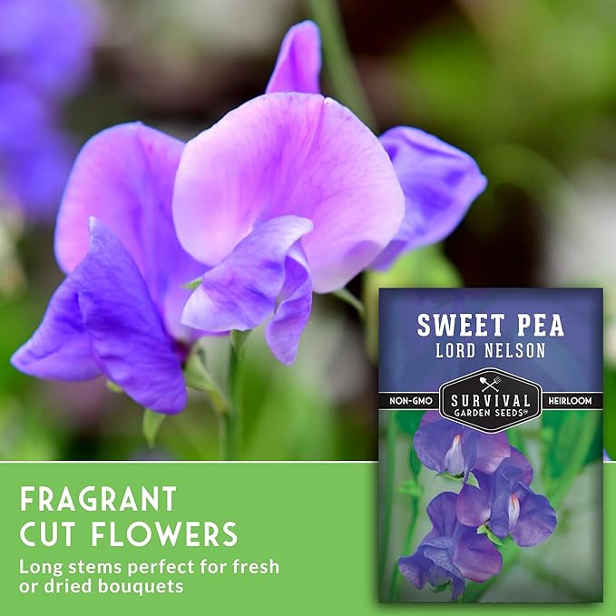 Blue Sweet Pea Seeds for Planting – Lord Nelson Heirloom Variety with Fragrant, Deep Blue Flowers on Tall Climbing Vines for Outdoor Gardens – Survival Garden Seeds (2 Packs)