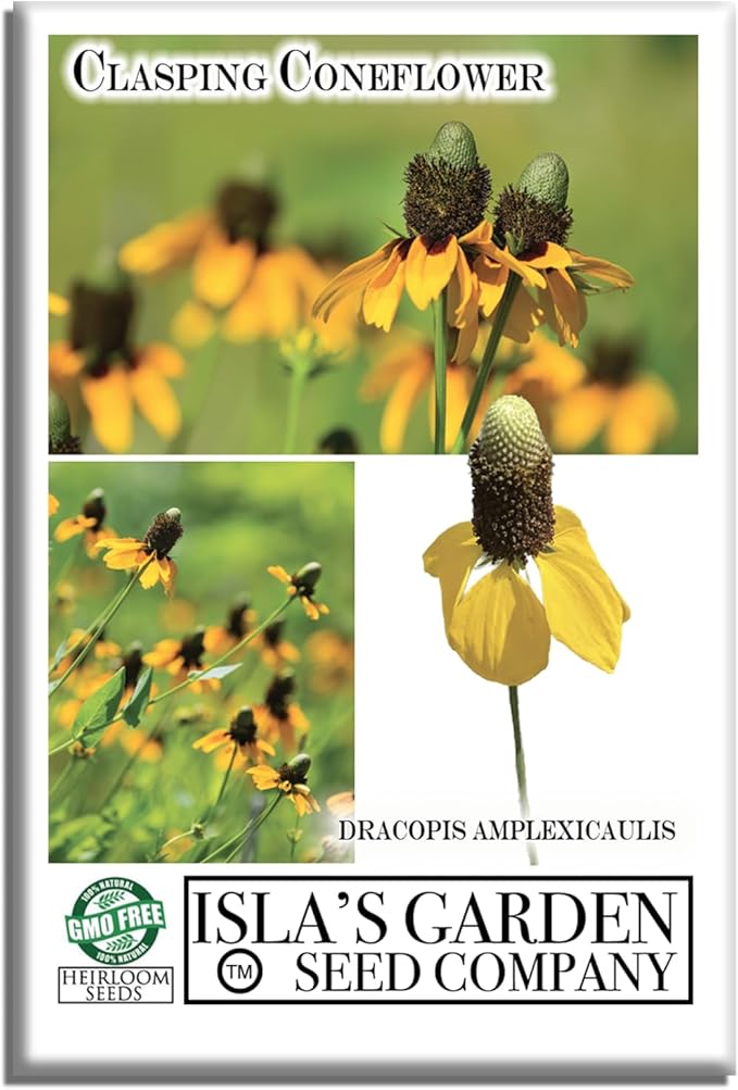 Clasping Coneflower Seeds (Dracopis amplexicaulis) – 1000+ Non-GMO & Heirloom Yellow Flower Seeds for Planting, by Isla’s Garden Seeds, Hardy Native Wildflower, Attracts Pollinators, Gift Idea