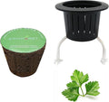 3 Inches Preseeded Herb Seeds Starter Plug for Hydroponic Applications,Seeds Starter Sponge Pod Replacement for Hydroponic Garden kit (Cilantro)