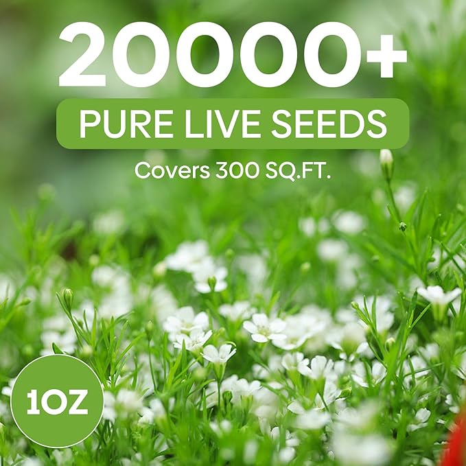 Baby's Breath Seeds, Large 1oz Pack, Little White Flowers Heirloom Seeds Open Pollinated Annual Flower, Non-GMO Grown in The USA