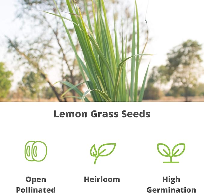 Lemon Grass Seeds for Planting Outdoor - 250 Mg Packet - Non-GMO, Heirloom Culinary Herb Garden Lemongrass Seeds - Cymbopogon citratus