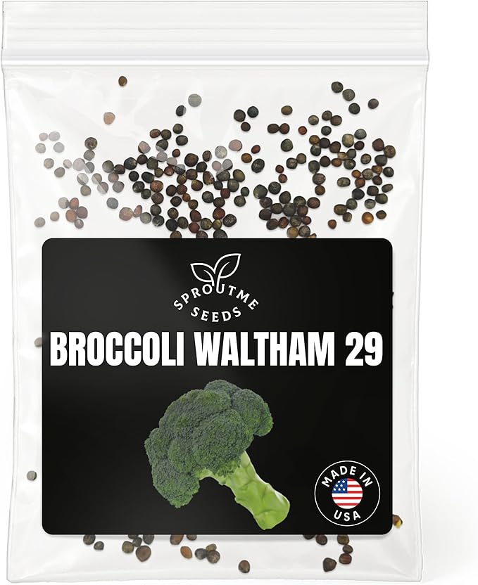 Broccoli Waltham 29 Seeds for Planting – 300+ Non-GMO Heirloom USA-Grown, Cool Season Vegetable with Large Tender Heads and High Germination (Brassica oleracea VAR. Italica)