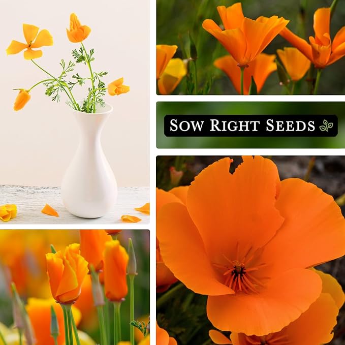 Sow Right Seeds - California Poppy Seeds for Planting - Non-GMO Heirloom Seed Packet with Instructions to Grow a Beautiful Flower Garden - Papery Orange Blooms for Outdoors - Self Sowing Perennial (3)