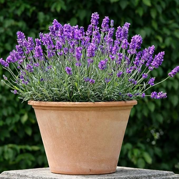 English Lavender Seeds for Planting (Lavandula angustifolia) - 3000+ Heirloom, Non GMO - Fragrant Purple Flower Seeds for Garden Beds, Borders, Pots & Bouquets