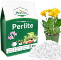ZeeDix 6QT Organic Perlite Horticulture Soil Amendment for Plants, 3-9mm Granule Size Potted Plant Soil for Orchid Cactus Succulents Carnivorous Monstera Repotting, Indoor Outdoor Gardening