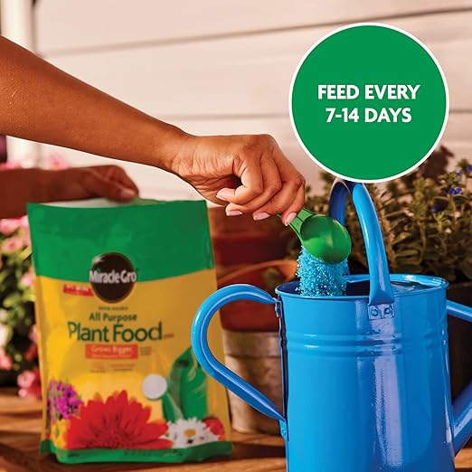 Miracle-Gro Water Soluble All Purpose Plant Food - Fertilizer For All Indoor or Outdoor Plants including Roses, Flowers, Vegetables, Houseplants, Trees, and Shrubs, 5.5 lb. Bag
