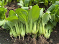 3000+ Organic Bok Choy Seeds – Cải Thìa – Pak Choi – Chinese Cabbage– Non-GMO, Heirloom, Made in USA - 99% Germination Rate, Vegetable for Yard & Garden Planting