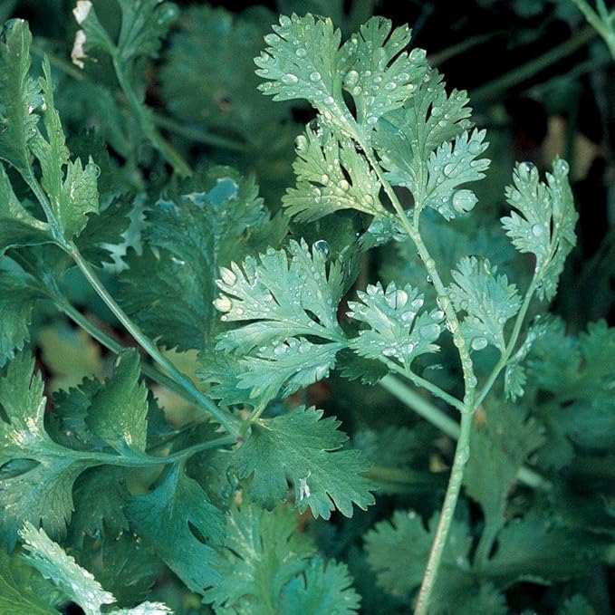 1,000 Cilantro Slow Bolt Seeds for Planting 14 Grams of Seeds Bulk Microgreens Organic Non GMO USA Harvested