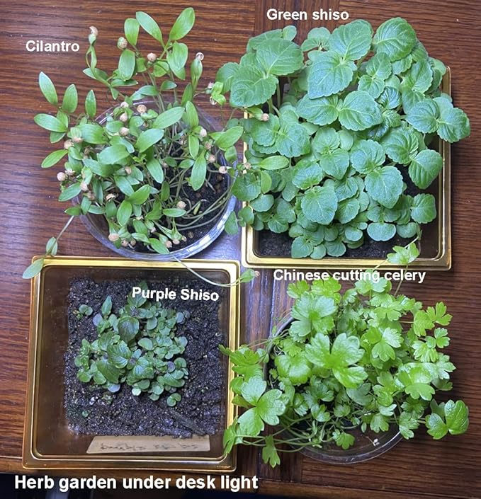 200ct+ Perilla Seeds for Planting/Shiso Seeds for Planting.Heirloom Non GMO Seed for Sprouting,紫苏Vegetable Seed and Hydroponic Seed for Pods(Shiso Herb Seed #1,Purple/Red-1g)