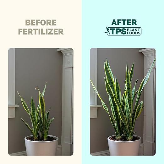 Snake Plant Fertilizer – Liquid Plant Food for Upright Growth, Strong Roots & Rich Green Leaves, 32 oz