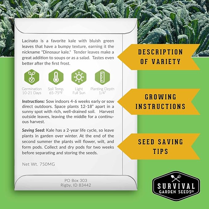 Lacinato Kale Seeds for Planting Outdoors or Indoors – Heirloom Dinosaur Tuscan Kale Variety – Cold Hardy Green for Fall & Spring Vegetable Gardens - Survival Garden Seeds (2 Packs)