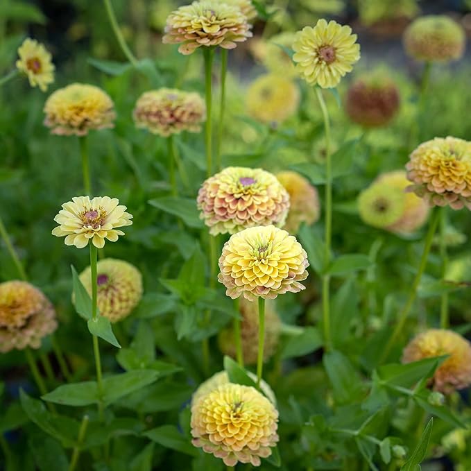 Eden Brothers Zinnia Seeds - Queen Lime Blush, Non-GMO Seeds for Planting, Packet | Low-Maintenance Flower Seeds, Plant During Spring, Zones 3, 4, 5, 6, 7, 8, 9, 10