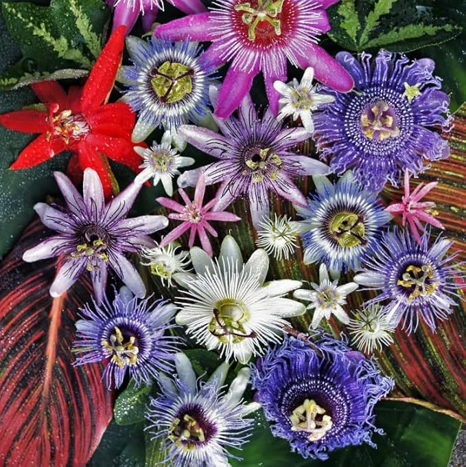 50+Perennial Passiflora Caerulea Passion Flower Seeds for Planting Outdoor-Edible Fruit Plant Attract Butterflies and Bees