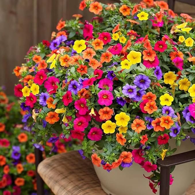 5100+ Petunia Seeds Grandiflora Flowers Mixed Rainbow Color for Bonsai Planting Home Garden House Plant Flower Seed Mix Color