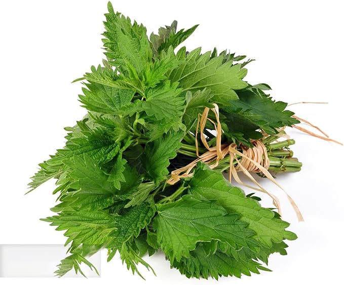 Shiso Seeds, Pack of 1500+ Perilla Seeds for Planting