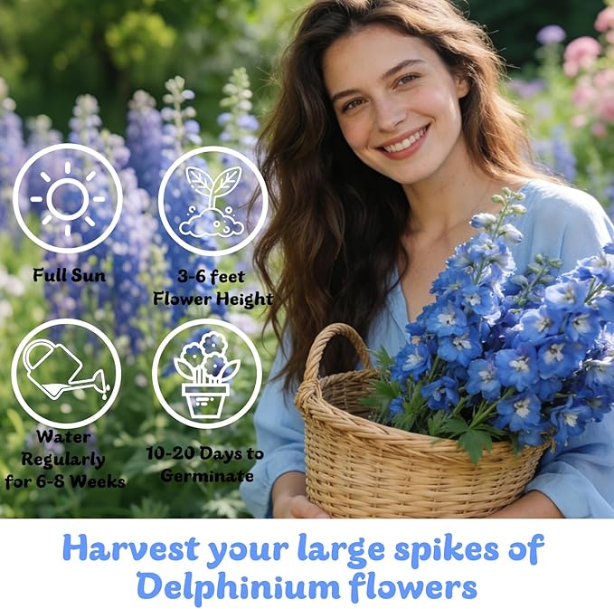 Delphinium Seeds 16000+ Mixed Color Larkspur Seeds for Planting Outdoors, Delphinium Plants Live 2026 Flower Seed to Plant Outside Non-GMO, Garden Wildflower (Delphinium)