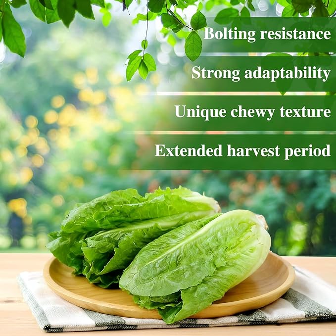 Romaine Lettuce Seeds Parris Island Vegetable Seeds for Indoor Hydroponic & Outdoor Gardens, Non-GMO 7000 Seeds for Planting, High Germination, Grown in USA(Lactuca Sativa)