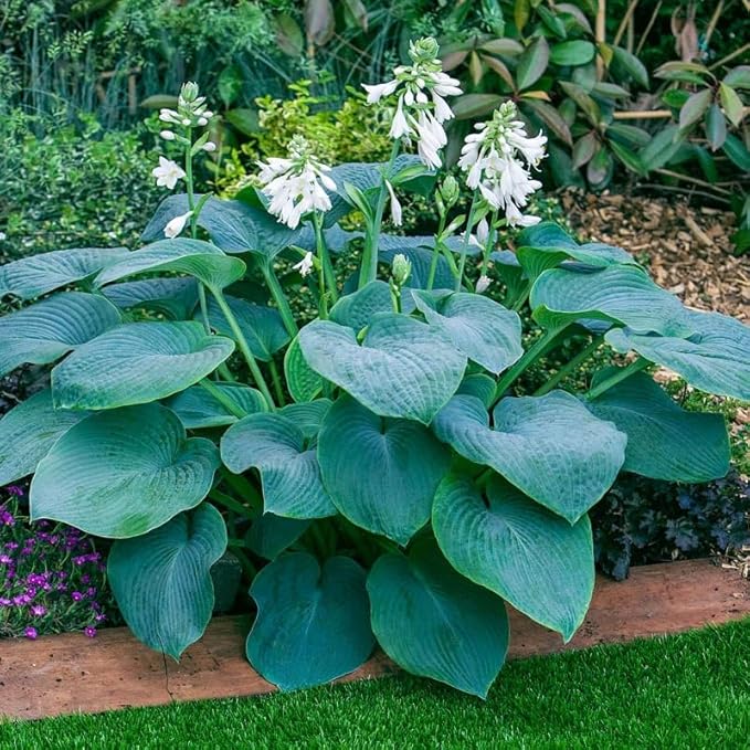 200+ Seeds Perennial Hosta Flower Seed for Planting Outdoors Garden Beauties