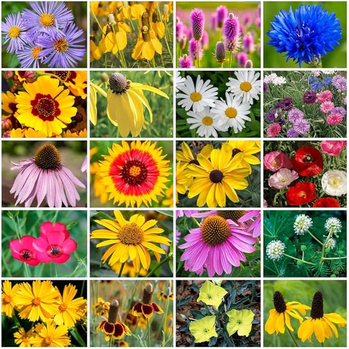 Grow Your Own Vibrant Annual and Perennial Wildflower Garden Seeds Mixture, Varieties for Pollinators and Spring Gardens - Midwest Regional Mix, 25 lbs