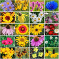 Park Seed Grow Your Own Vibrant Annual and Perennial Wildflower Garden Seeds Mixture, Easy to Grow Varieties for Pollinators and Spring Gardens - Midwest Regional Mix, 10 lbs