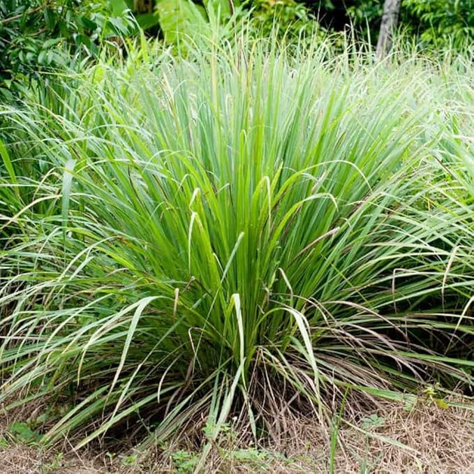 Lemon Grass Seeds 100 Seeds Cochin Malabar Grass Non-GMO Heirloom Culinary Herb for Planting Garden Outdoor Easy to Grow