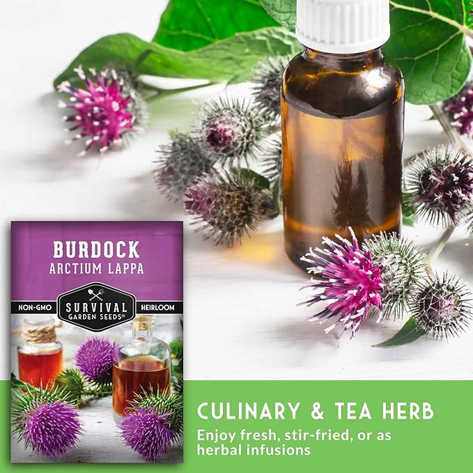 Burdock Root Seeds for Planting – Grow GOBO (Arctium lappa) Heirloom Root Vegetable – Non-GMO Medicinal Herb for Home Gardens – Survival Garden Seeds (3 Packs)