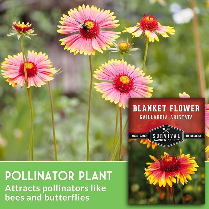 Blanket Flower Seeds for Planting - Perennial Gaillardia Aristata Firewheel Wildflower, Drought Tolerant Native Flower Seeds - Survival Garden Seeds (1 Pack)