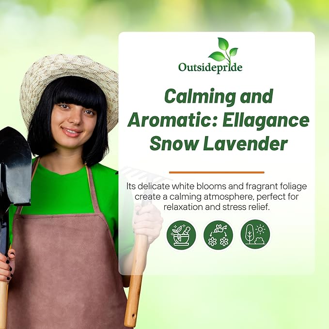 Outsidepride Ellagance Snow Lavender Seeds - 100 Pcs Perennial, Drought-Tolerant & Pollinator Friendly Herb Seeds for Planting Fragrant and Delicate Flowers with White Blooms for Xeriscaping Gardens