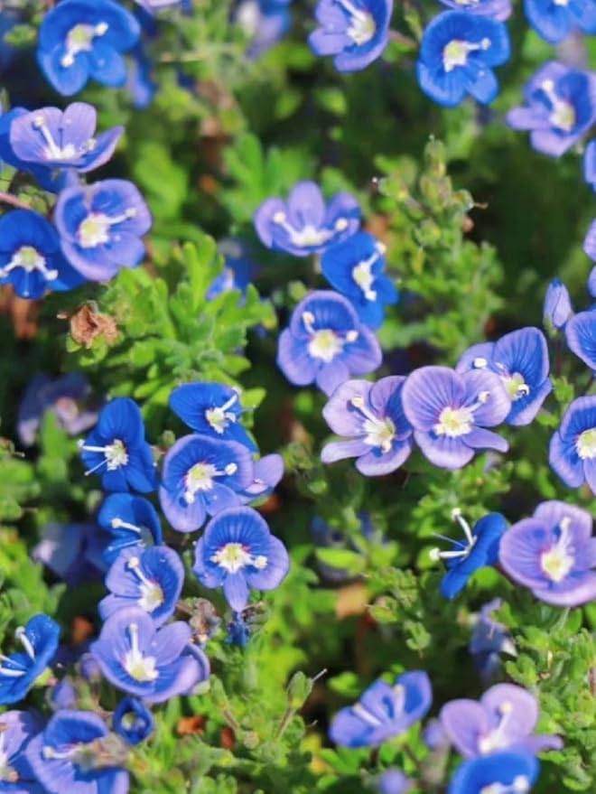 Speedwell Flower Seeds 500pcs – Easy-Grow Veronica Perennials – Drought-Tolerant, Pollinator-Friendly Blooms for Outdoor Planting & Landscaping