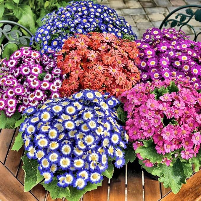 1000+ Perennial Mix Cineraria Flower Seeds for Planting Outdoor-Attracts Bees&Butterflies Non-GMO Heirloom