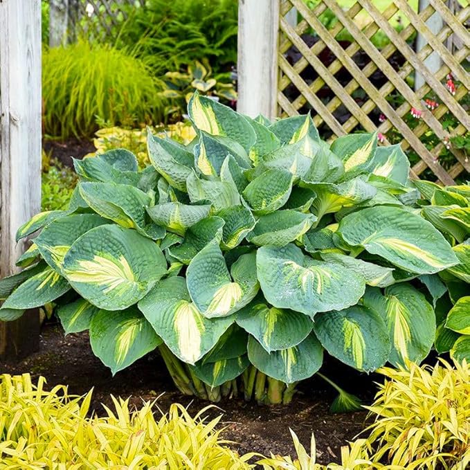 185+ Mixed Color Hosta Seeds for Planting Outdoors- Shade/Cold Tolerant Perennials, Dual Use for Ground Cover & Pots, Low Maintenance Flowers