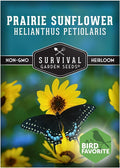 Native Prairie Sunflower Seeds for Planting (Helianthus petiolaris) | Compact Drought Tolerant | Pollinator Magnet | Non-GMO Wildflower to Plant - Survival Garden Seeds - 1 Pack