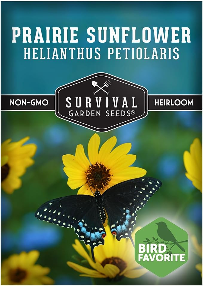 Native Prairie Sunflower Seeds for Planting (Helianthus petiolaris) | Compact Drought Tolerant | Pollinator Magnet | Non-GMO Wildflower to Plant - Survival Garden Seeds - 1 Pack