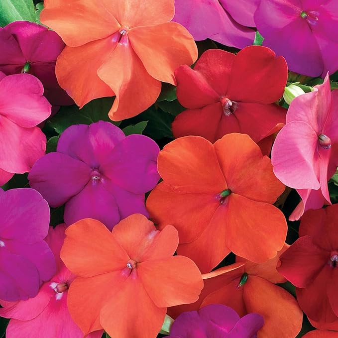 Outsidepride Xtreme Tango Mix Impatiens Flower Seeds - 100 Pcs Annual, Compact & Pollinator Friendly, Impatiens Seeds for Planting w/Vibrant, Abundant Blooms for Shade Gardens & Container Displays