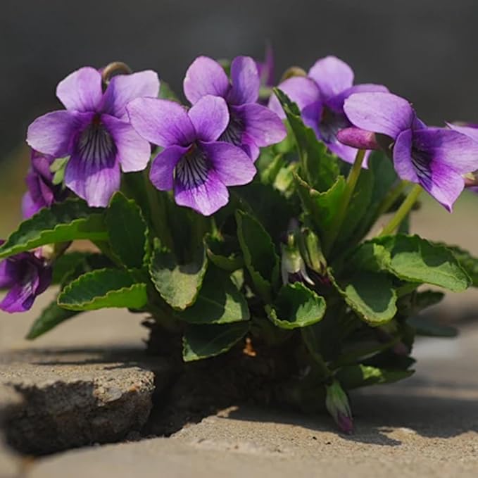 Mix Violet Flower Seeds, 1000pcs Perennial Sweet Viola Seeds Plants, Non-GMO Heirloom Rare Beauty Home Garden Blooming Flowers Plants for Outdoors Indoors