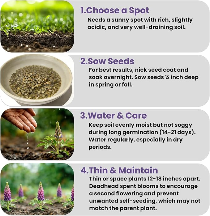 Russell Lupine Seeds (0.35oz - 1000+ Seeds) - Mixed Color Perennial Wildflower - Lupinus polyphyllus - Non-GMO Heirloom Seeds for Planting, Attracts Bees & Hummingbirds,