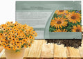 Outsidepride Orange African Daisy Seeds - 2000 Pcs. Annual Flower Seeds for Planting Outdoors with Long-Lasting Blooms, Drought-Tolerant, Easy to Grow for Sunny Gardens & Borders