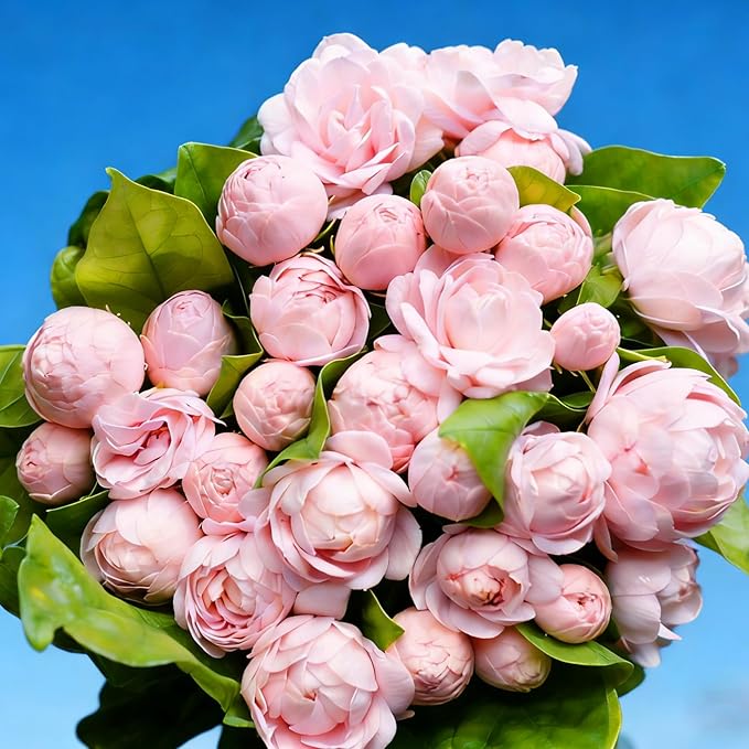 Climbing Jasmine Seeds for Planting, 400+pcs Fragrant Climber Jasmine Perennial Flower Seeds Plants, Heirloom Non-GMO Beauty Climbing Flowers for Home Garden Outdoors