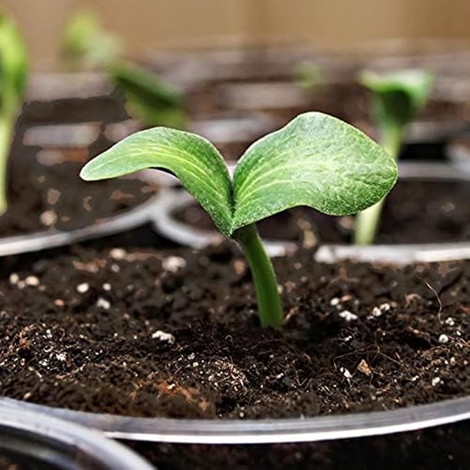 Coast of Maine, 8qt (Pack of 6) Sprout Island Blend, Organic & Natural Seed Starter for Seed Germination & Root Plant Cuttings