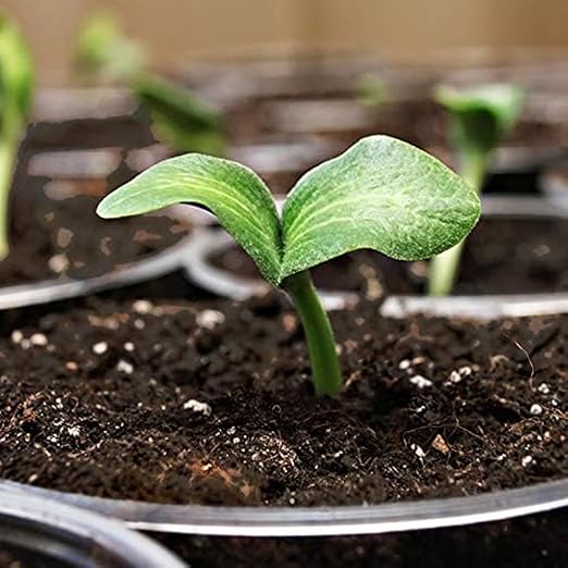 Coast of Maine, 8qt (Pack of 8) Sprout Island Blend, Organic & Natural Seed Starter for Seed Germination & Root Plant Cuttings