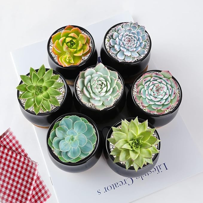 SHECIPIN 2 Pack Succulent Pots, 2.5 Inch Mini Ceramic Pots for Flower or Cactus Plants with Drainage Hole,Plants Not Included (Black)