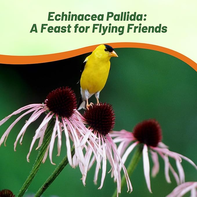 Outsidepride Pale Purple Echinacea Coneflower Seeds - 1000 Pcs Perennial, Drought-Tolerant, Deer Resistant Flower Seeds for Planting, Ideal Nectar Source for Pollinator-Friendly Gardens & Landscapes