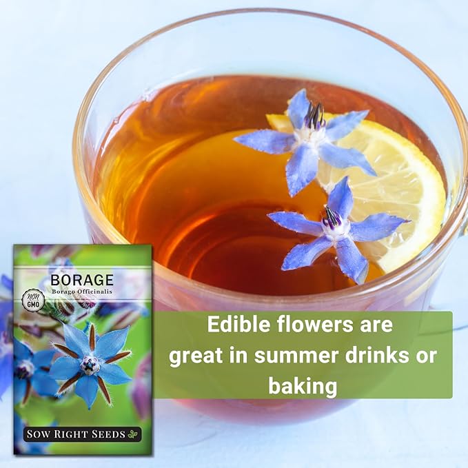 Sow Right Seeds - Borage Seed to Plant - Non-GMO Heirloom Seeds - Full Instructions for Easy Planting and Growing a Kitchen Herb Garden - Indoors or Outdoor - Great Gardening Gift (2)