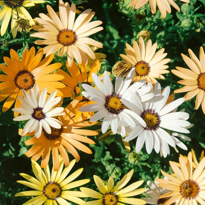 Outsidepride Mix African Daisy Seeds - 5000 Pcs. Annual Flower Seeds for Planting Outdoors with Long-Lasting Blooms, Drought-Tolerant, Easy to Grow for Sunny Gardens & Borders