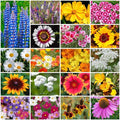 Park Seed Grow Your Own Vibrant Annual and Perennial Wildflower Garden Seeds Mixture, Easy to Grow Varieties for Pollinators and Spring Gardens - Cutting Garden Mix, 1/4 lb