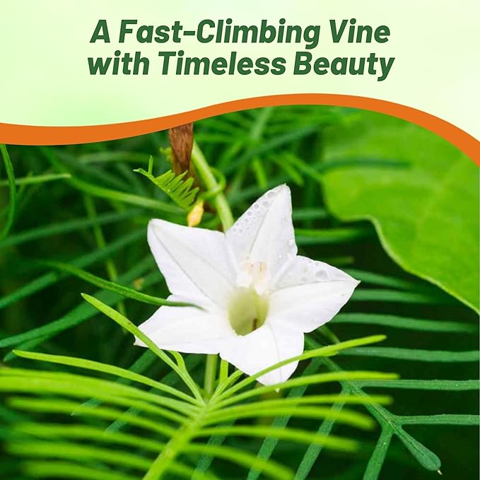 Outsidepride White Cypress Vine Seeds - 100 Pcs Annual Flower Seeds with Nectar-Rich, Star-Shaped Flowers & Feathery, Fern-Like Leaves for Fences, Trellises, Pergolas & Vertical Gardens